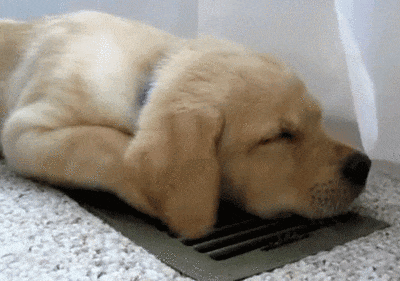 Gif d'un chiot labrador sable en train de dormir